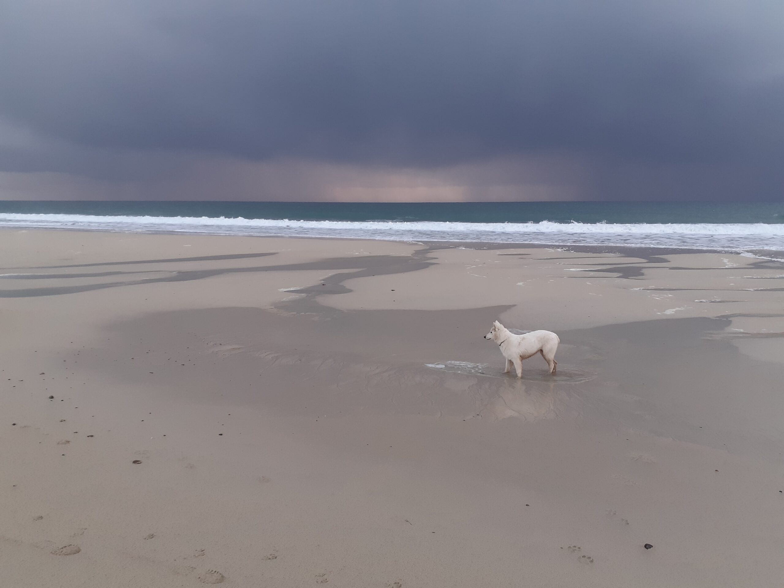 Le loup blanc