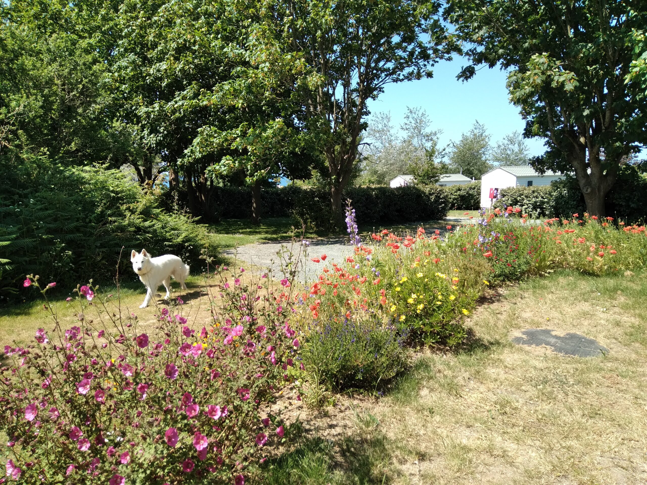 Le loup blanc